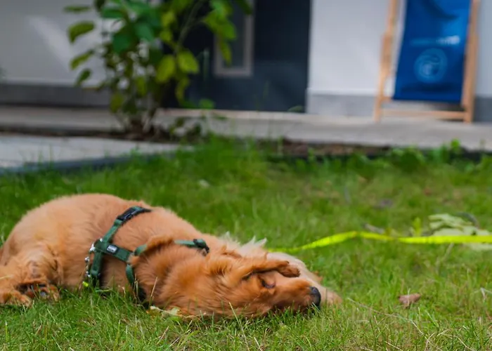 Baltic Forest Кемпинг *